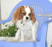 Click for more about King Charles Cavalier Spaniels
